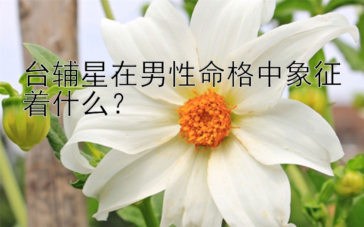 台辅星在男性命格中象征着什么？