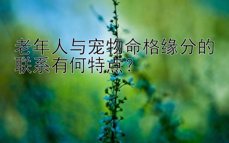 老年人与宠物命格缘分的联系有何特点？